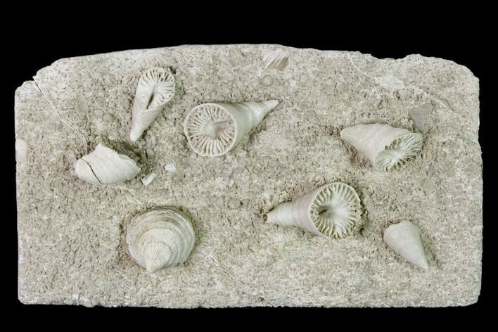 Mississippian Cuneate Coral (Neozaphrentis) Fossils - Arkansas #148588